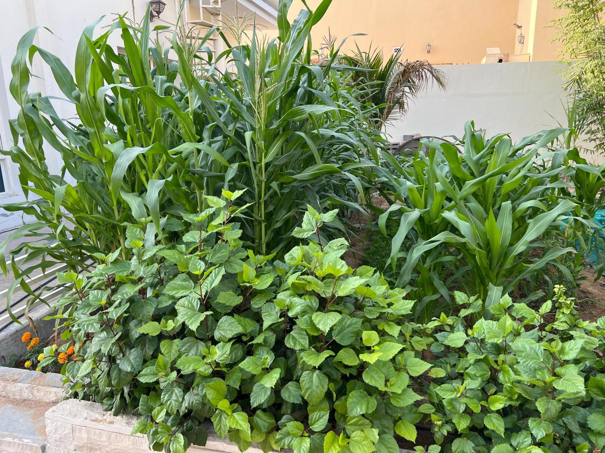 Alhosani Property أبو ظبي المظهر الخارجي الصورة